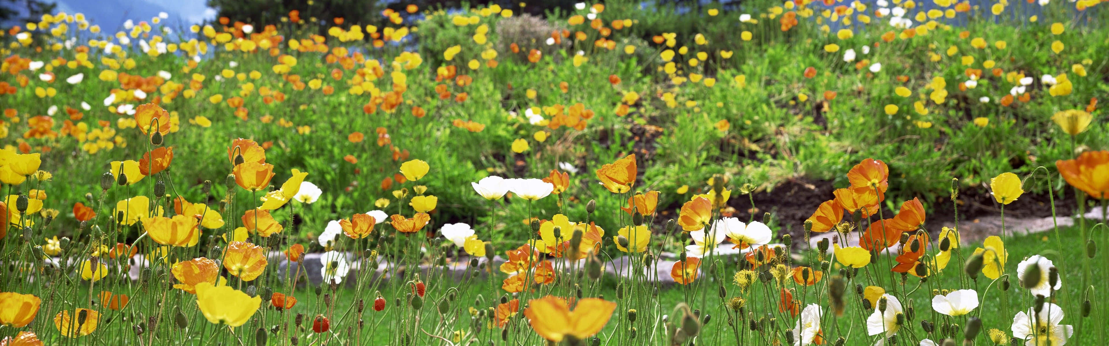 Field Spring Dual Screen Wallpaper - HDNiceWallpapers.com