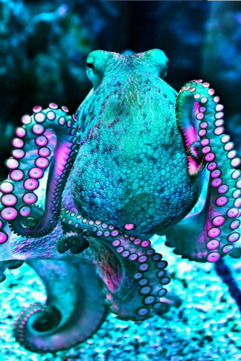 1024x1536 Octopus Wallpaper And Background Image Wallpaper