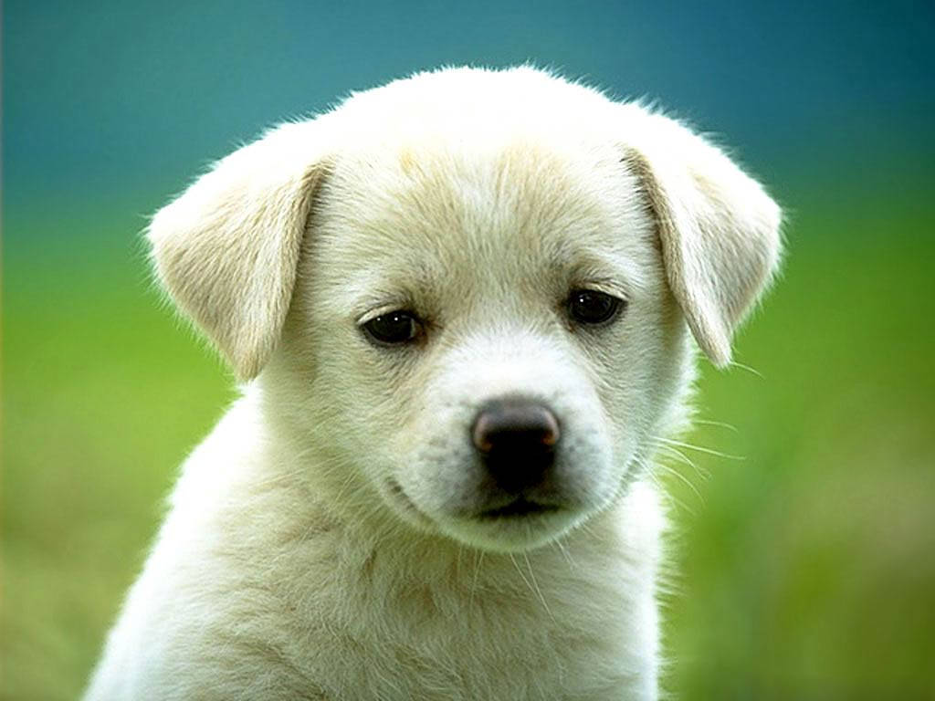 1024x768 Dog Wallpaper Wallpaper