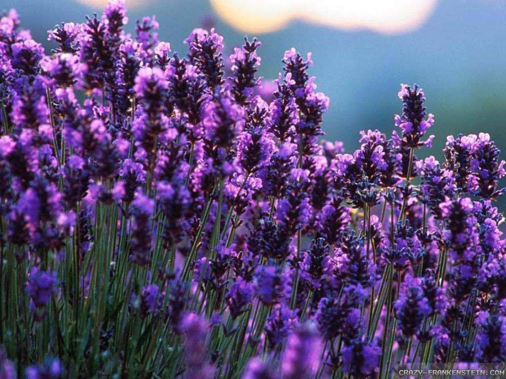 1024x768 Lavender Wallpaper High Resolution Qya7t1 Wallpaper