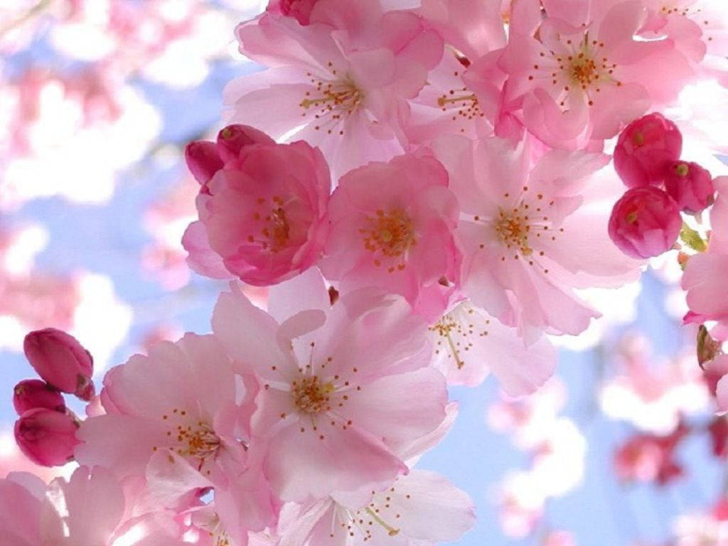 1024x768 Spring Wallpaper And Screensavers. Free Spring Wallpaper Wallpaper