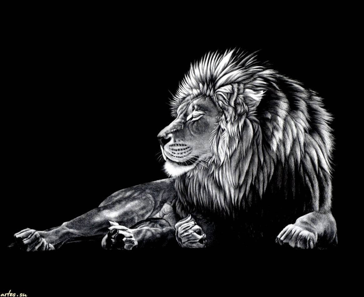 1164x952 Cool Lion Wallpaper Wallpaper