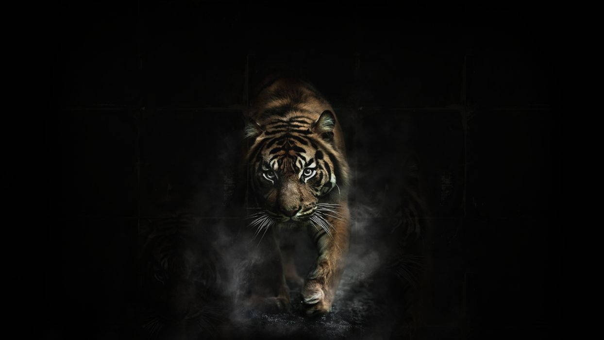 1244x700 Tiger Tigers Wallpaper. 1920x1080 Wallpaper