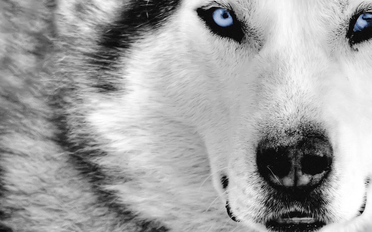 1280x800 Cool Wolf - Best Animal Wallpaper Wallpaper