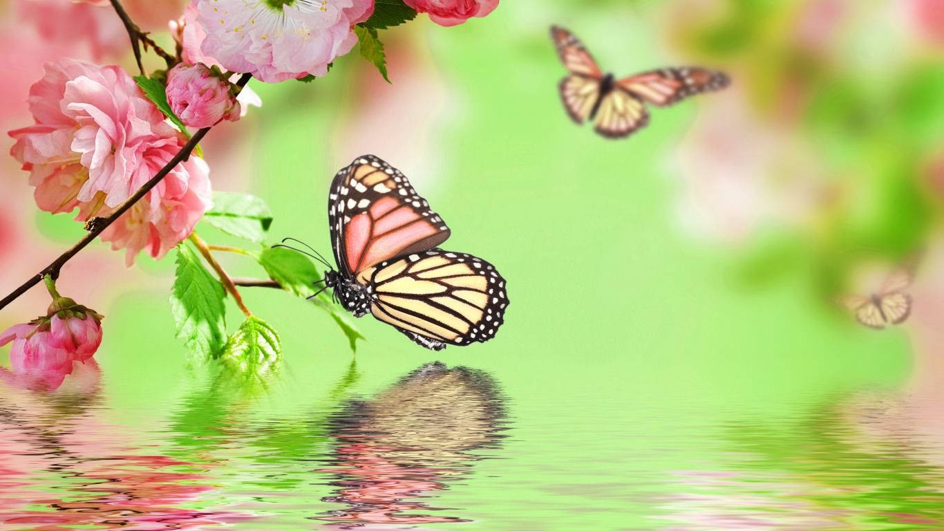 1366x768 Butterfly Wallpaper, Background, Image Wallpaper