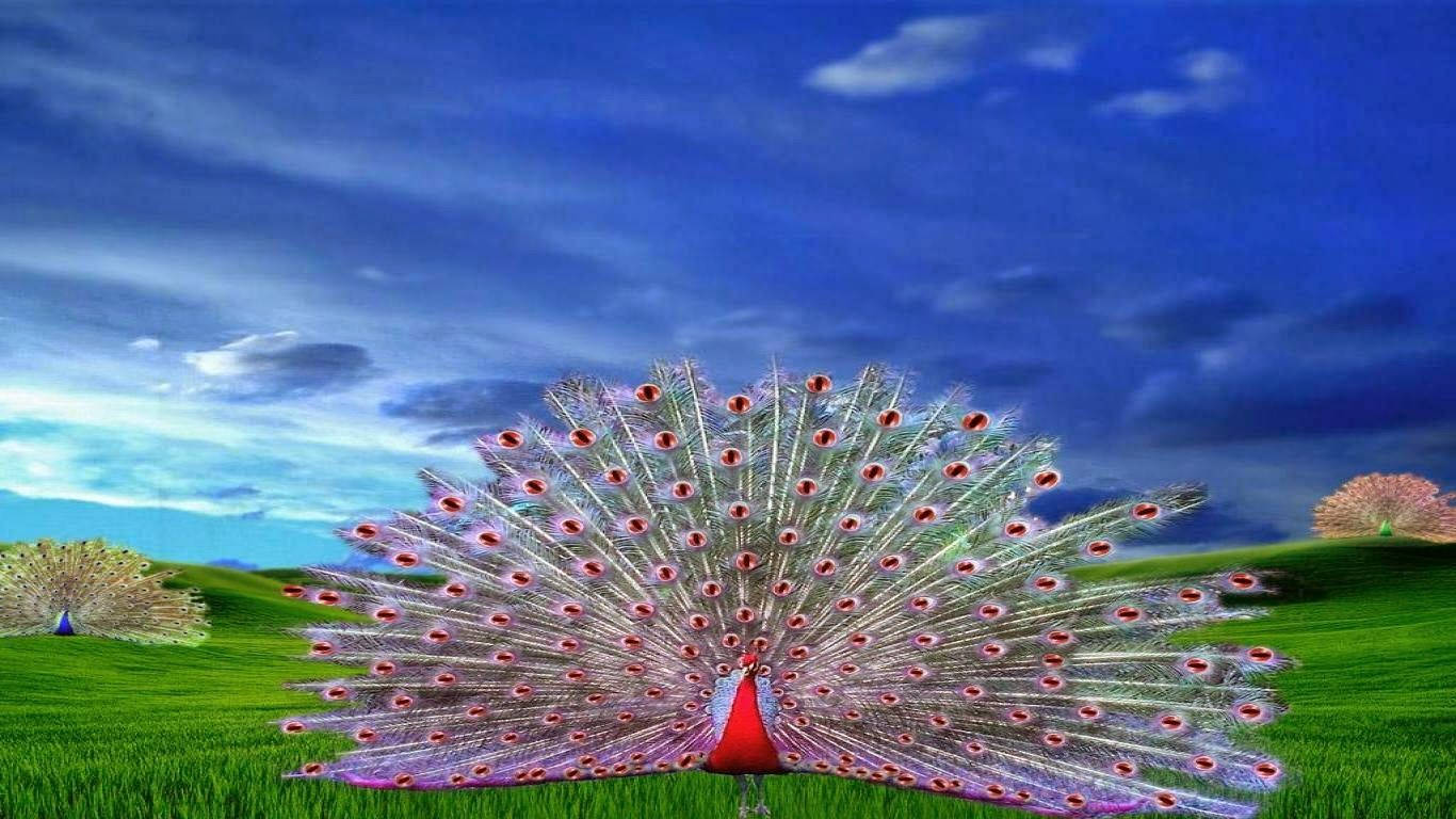 1366x768 Peacock Wallpaper Download I Wallpaper