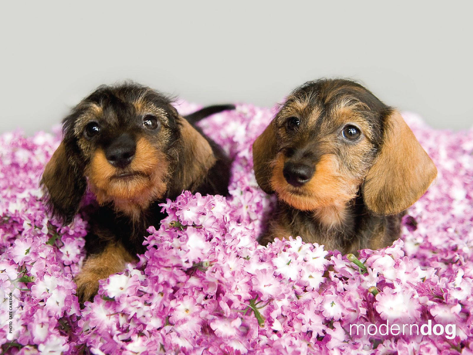 1600x1200 Puppies! Free Modern Dog Wallpaper. Modern Dog Magazine Wallpaper