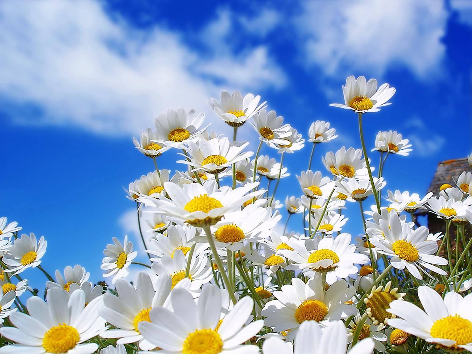 1600x1200 Tired Of Winter? Get Ready For Spring With These 48 Hd Wallpaper Wallpaper