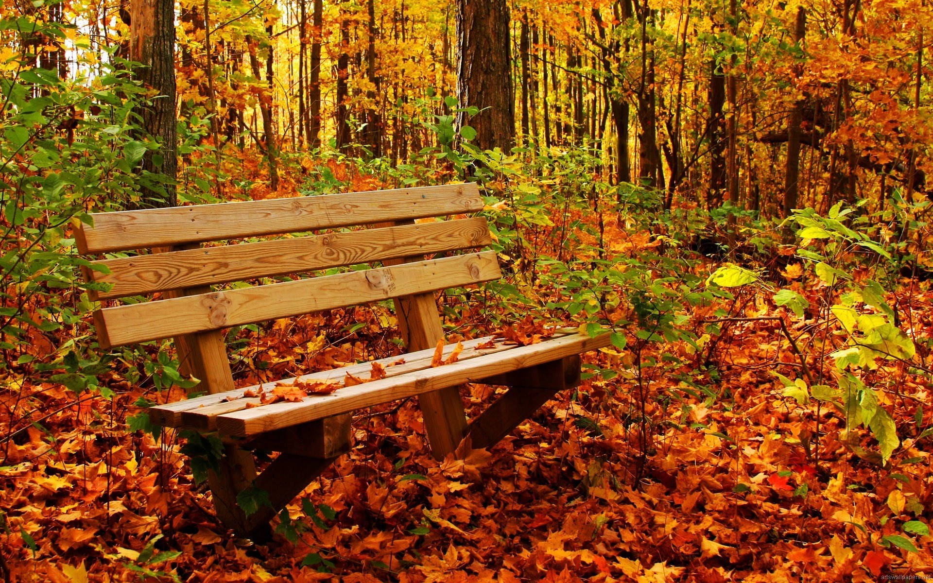 1920x1080 Full Hd Nature Bench In Fall Wallpaper