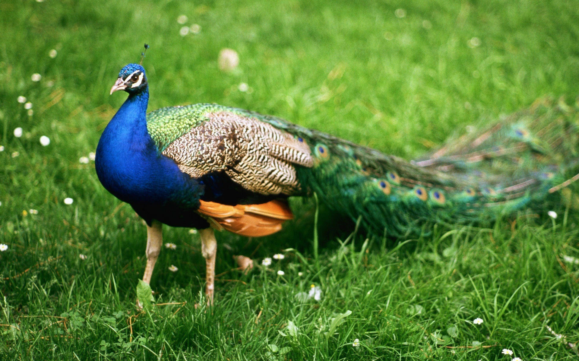 1920x1080 Full Hd Nature Peafowl Wallpaper