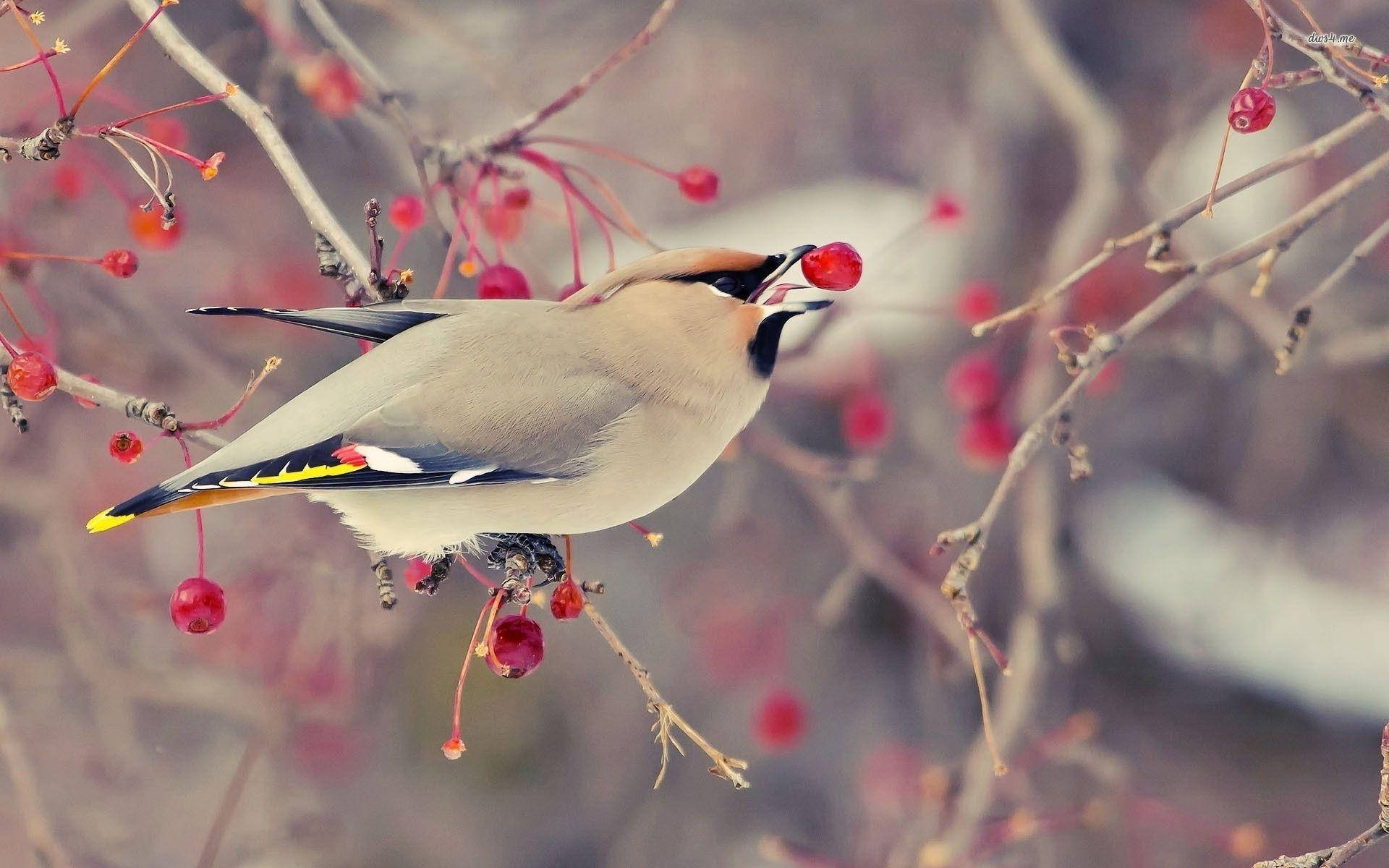 1920x1080 Hd Birds Cedar Waxwing Wallpaper