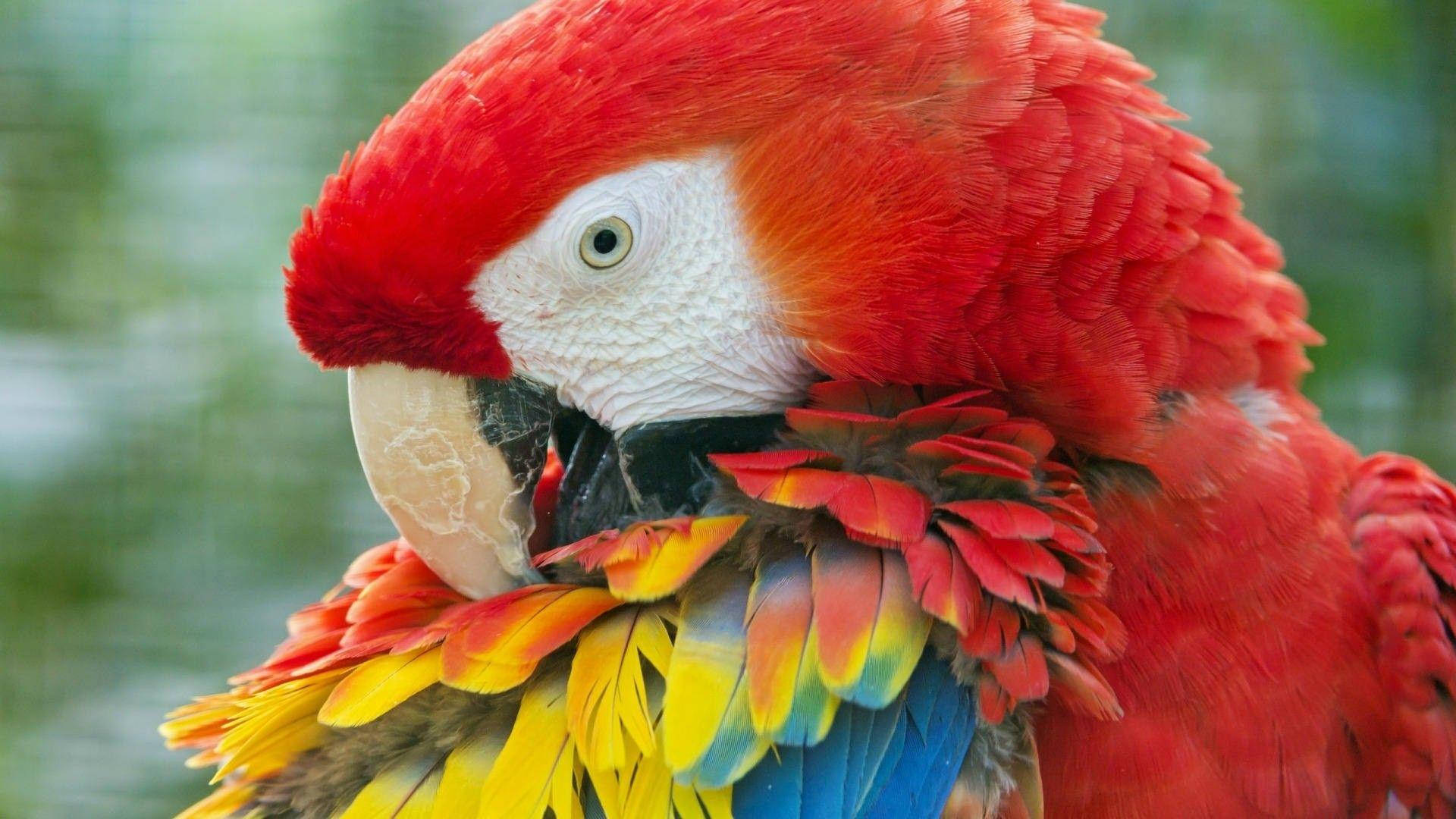 1920x1080 Hd Birds Close-up Shot Of Macaw Wallpaper