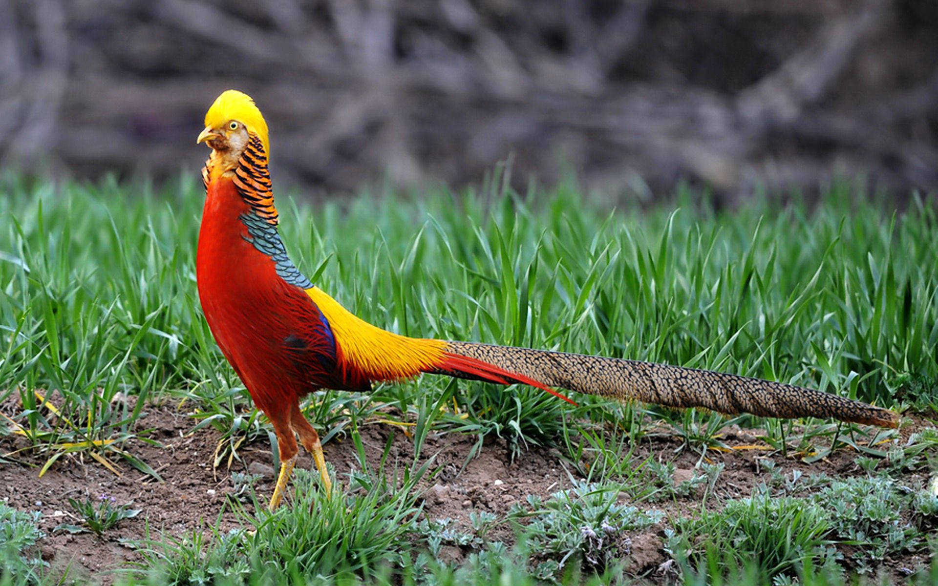 1920x1080 Hd Birds Golden Pheasant Wallpaper