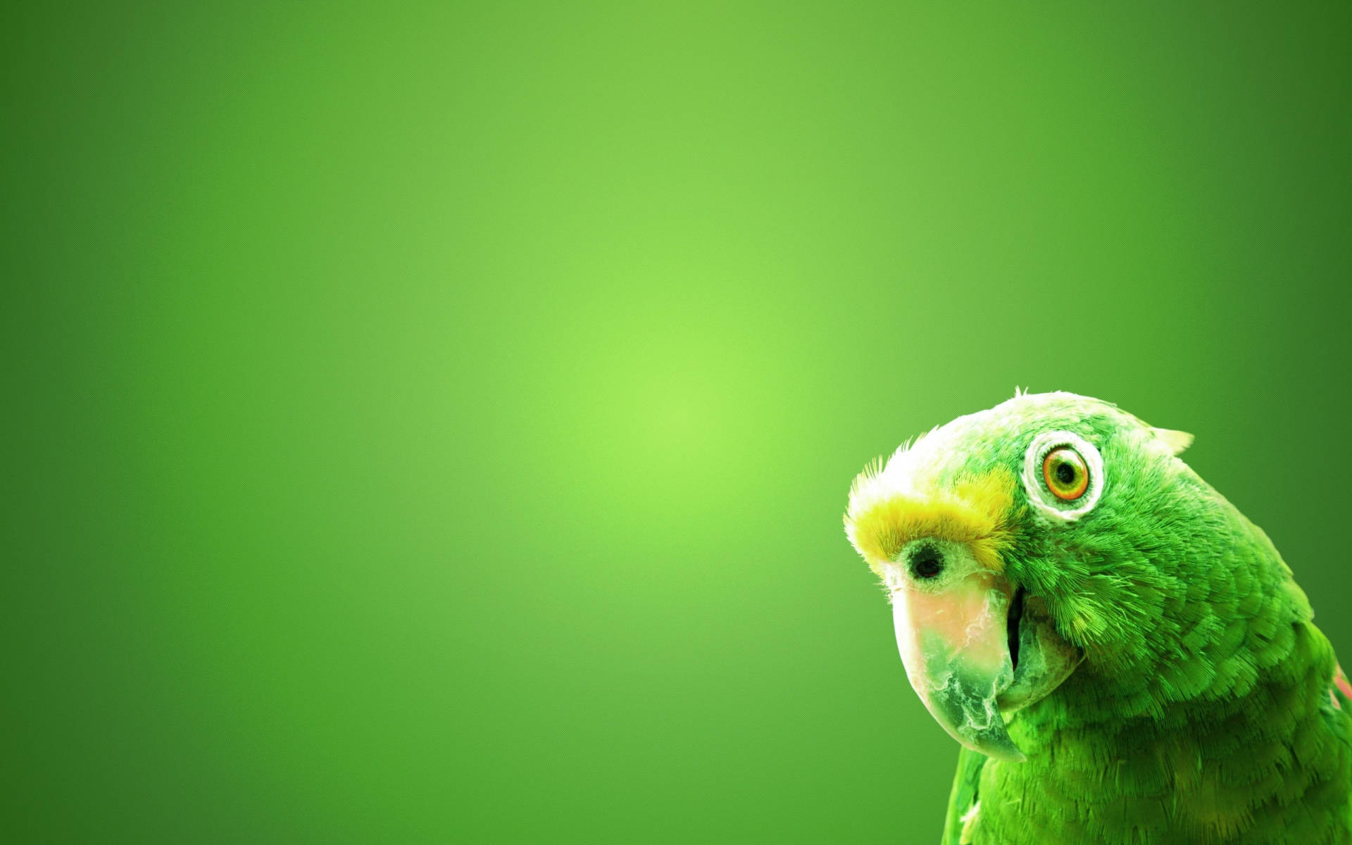 1920x1080 Hd Birds Green Parrot Wallpaper