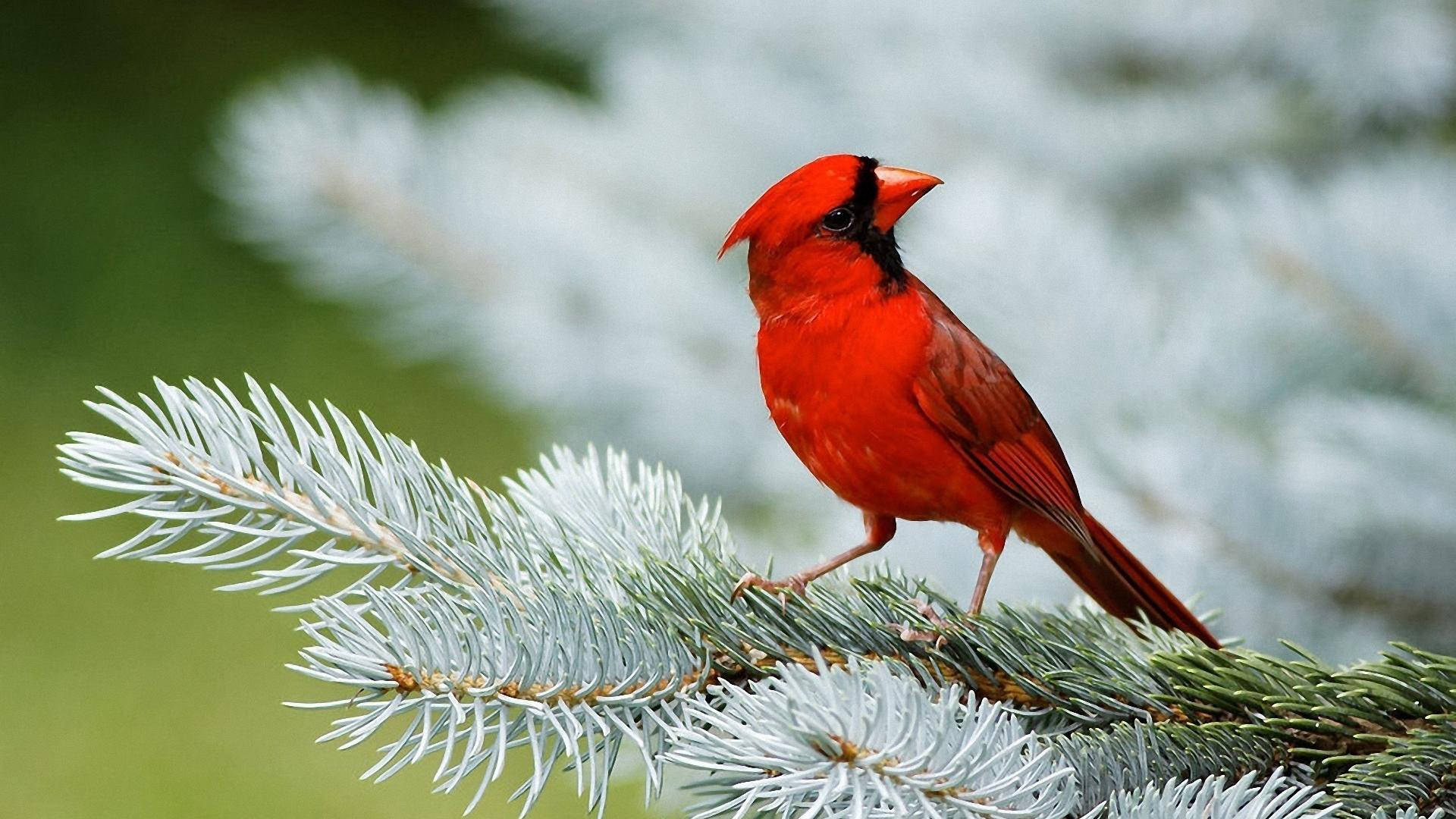 1920x1080 Hd Birds Northern Cardinal Wallpaper