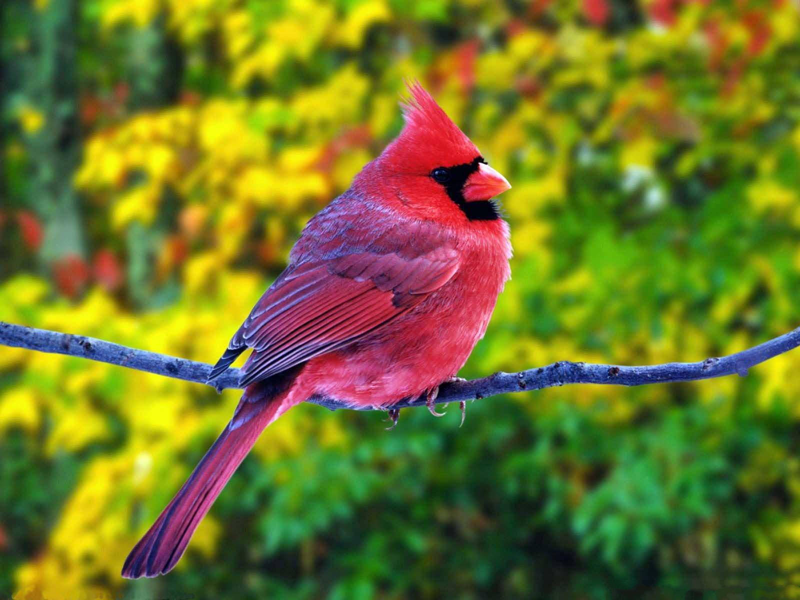 1920x1080 Hd Birds Northern Cardinal Wallpaper