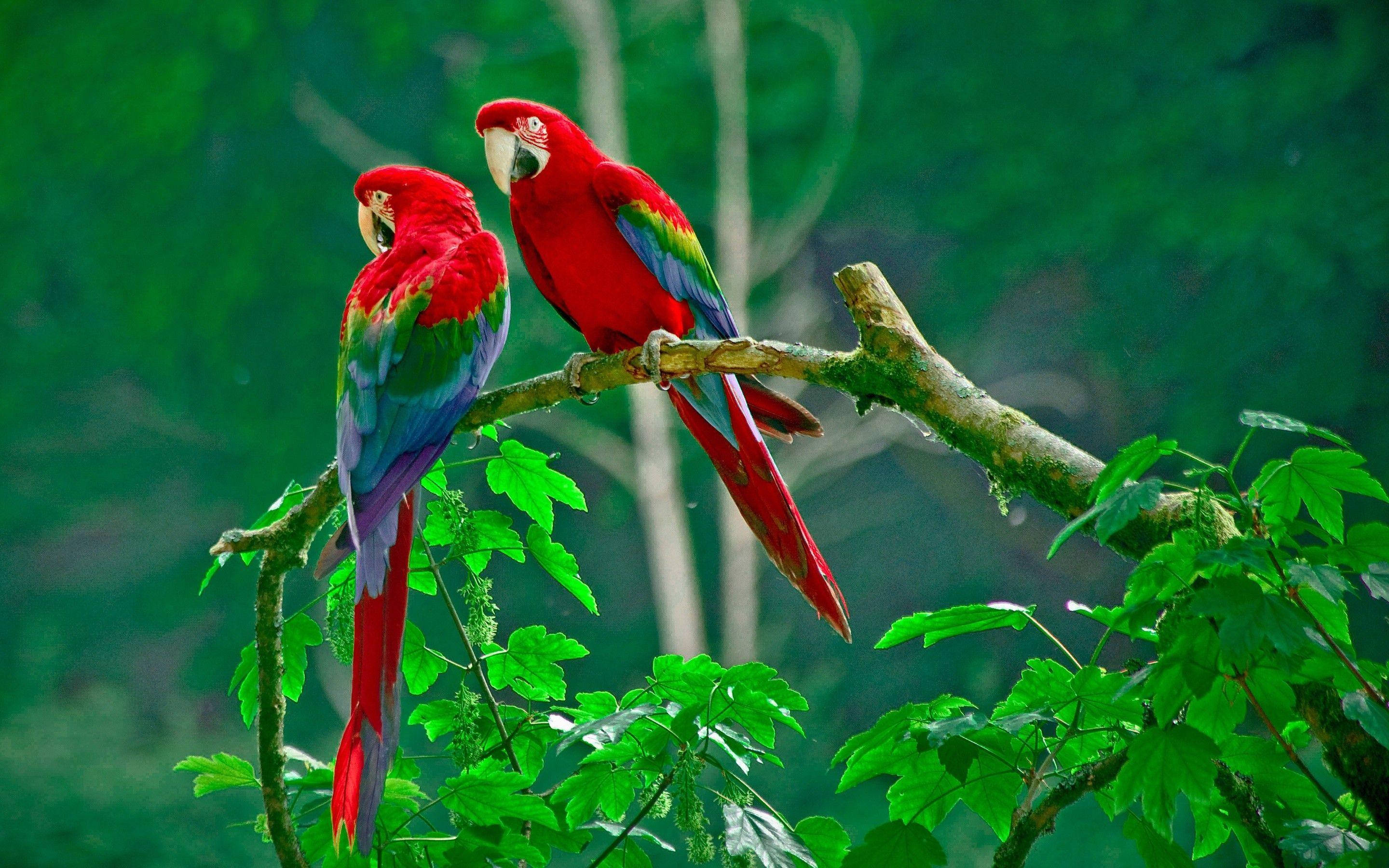 1920x1080 Hd Birds Parrot On Forest Wallpaper