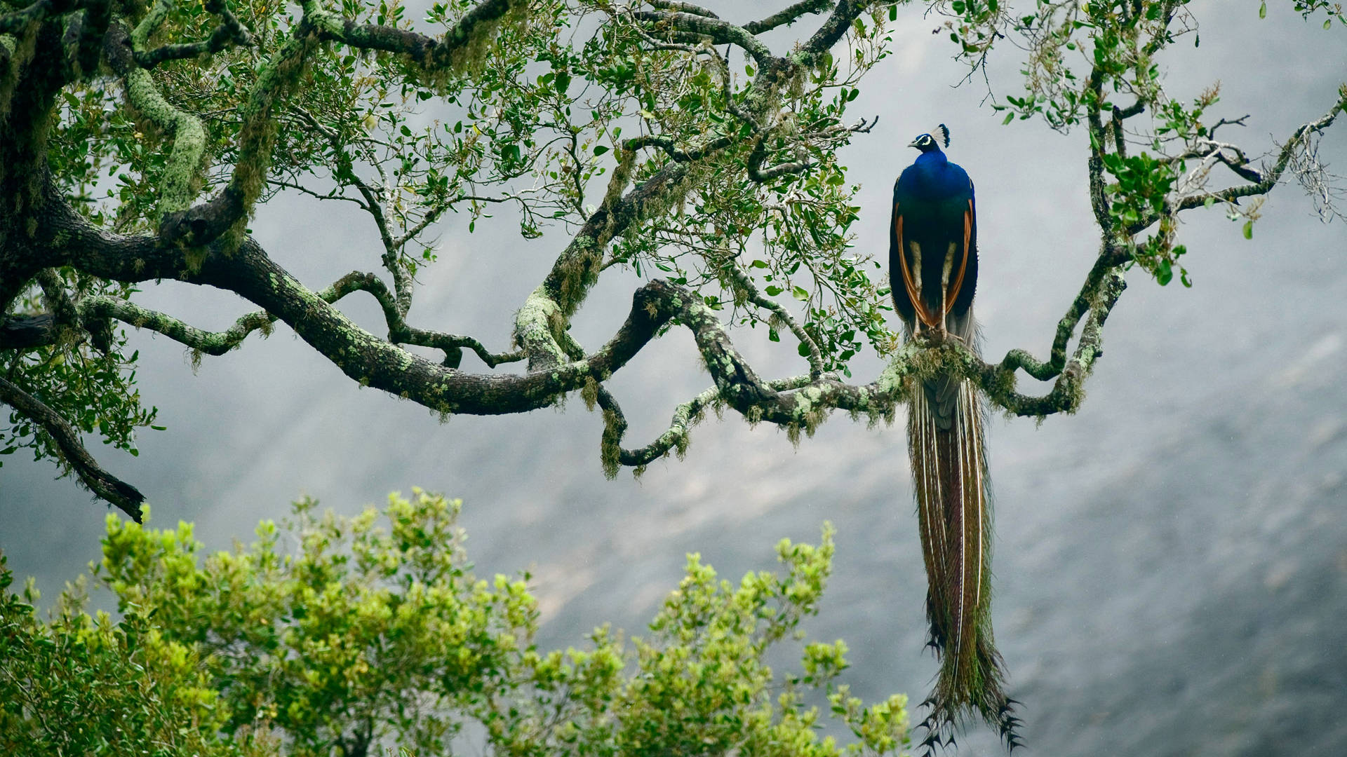 1920x1080 Hd Birds Peacock Wallpaper