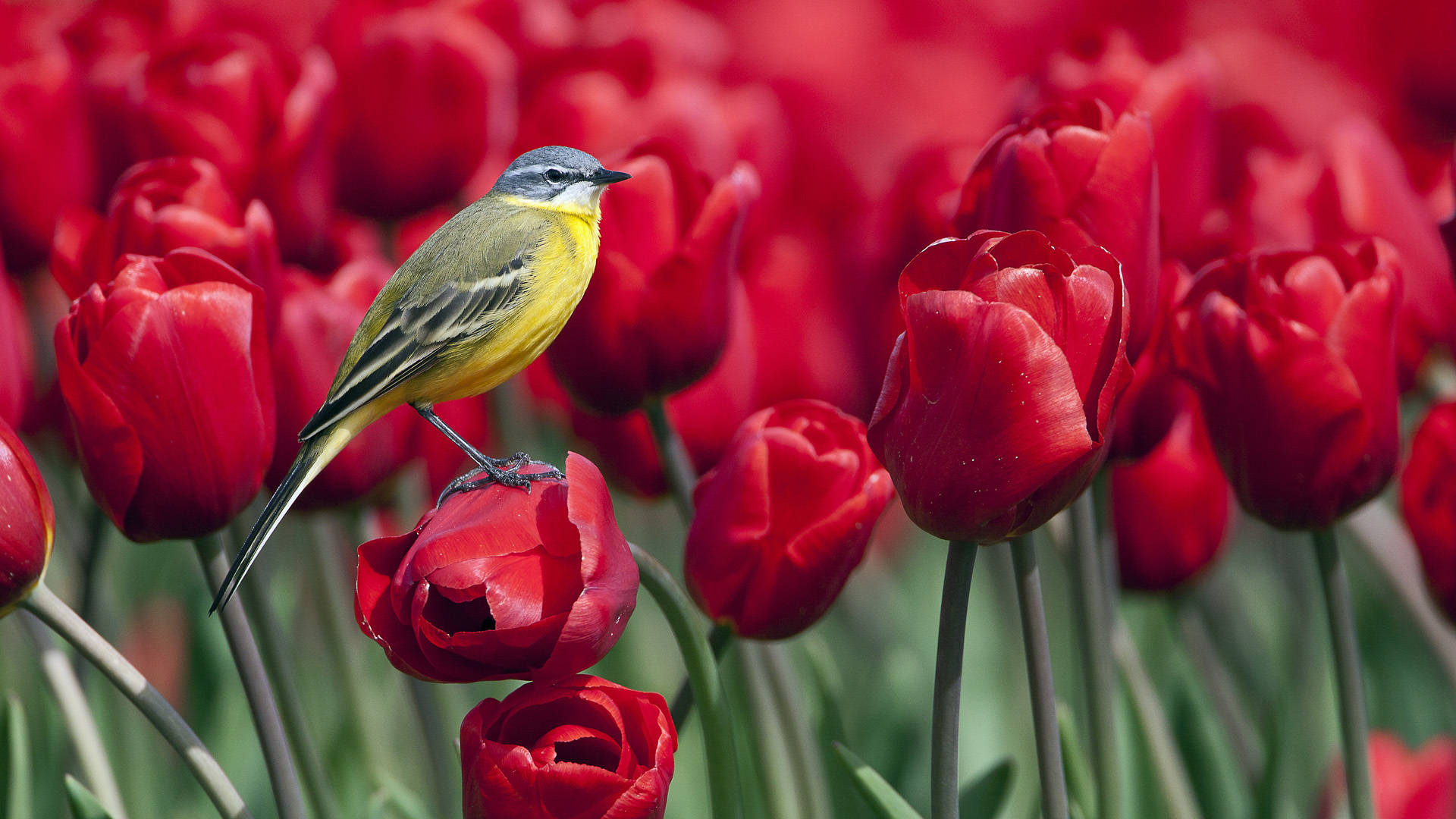 1920x1080 Hd Birds Wagtails Wallpaper