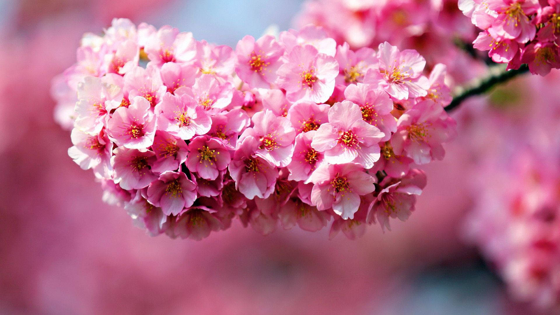 1920x1080 Hd Flower Cherry Blossom Wallpaper