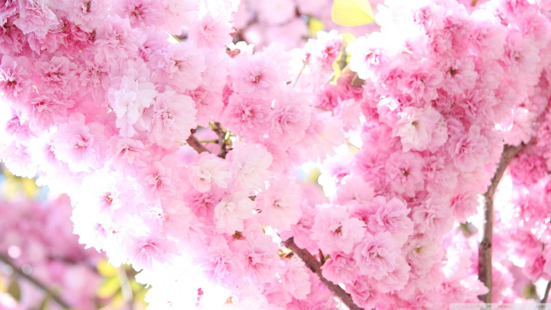 1920x1080 Hd Flower Cherry Tree Wallpaper