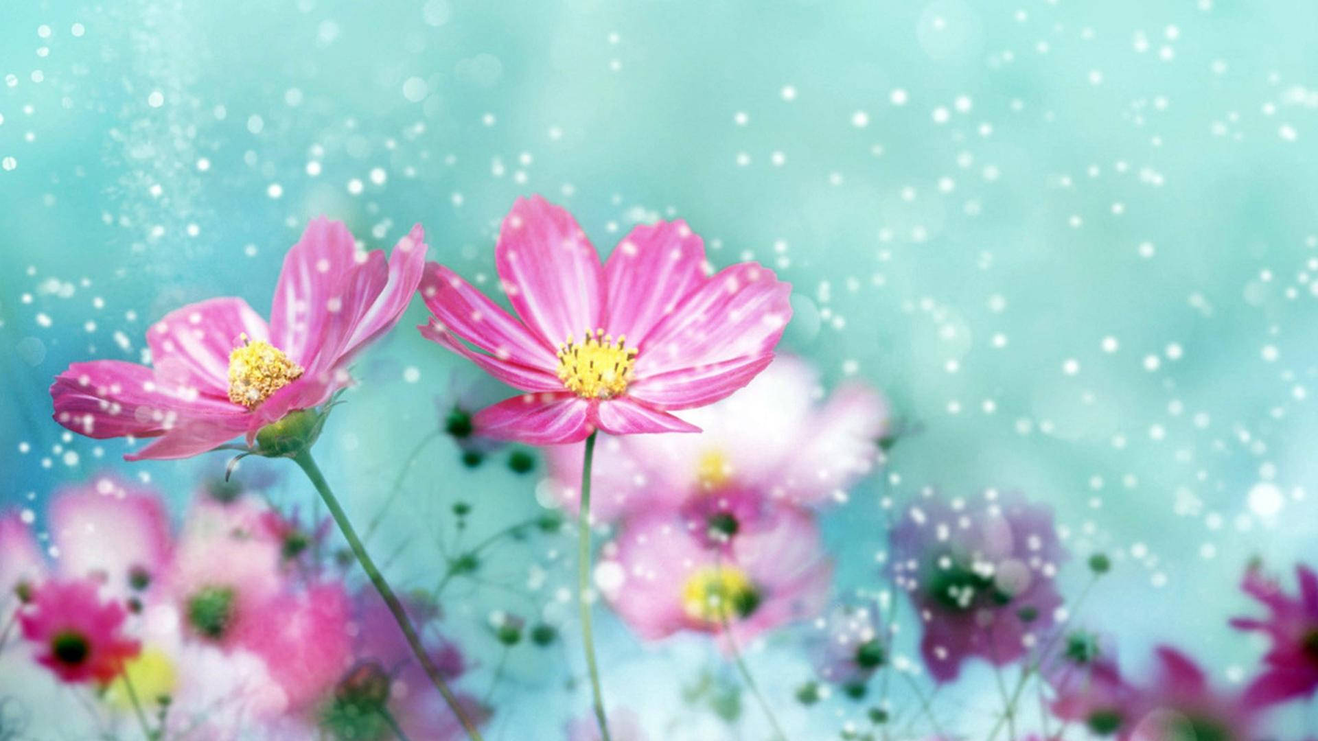 1920x1080 Hd Flower Pretty Wallpaper