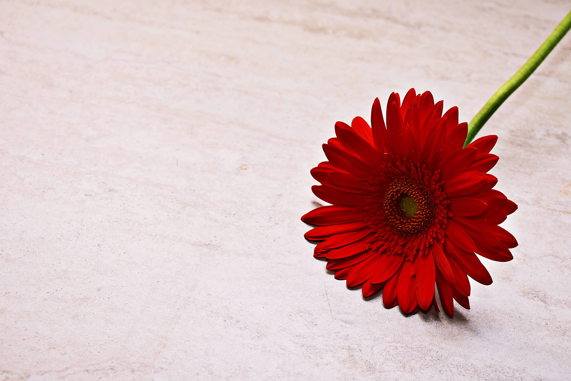 1920x1080 Hd Flower Red Gerbera Wallpaper