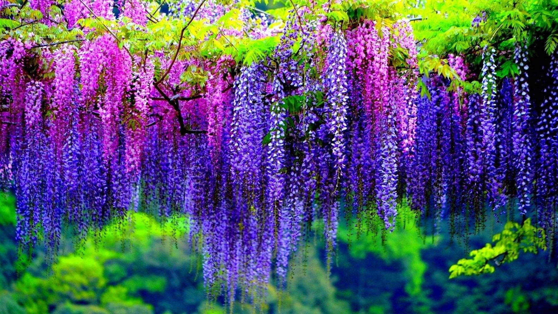 1920x1080 Hd Flower Wisteria Cluster Wallpaper