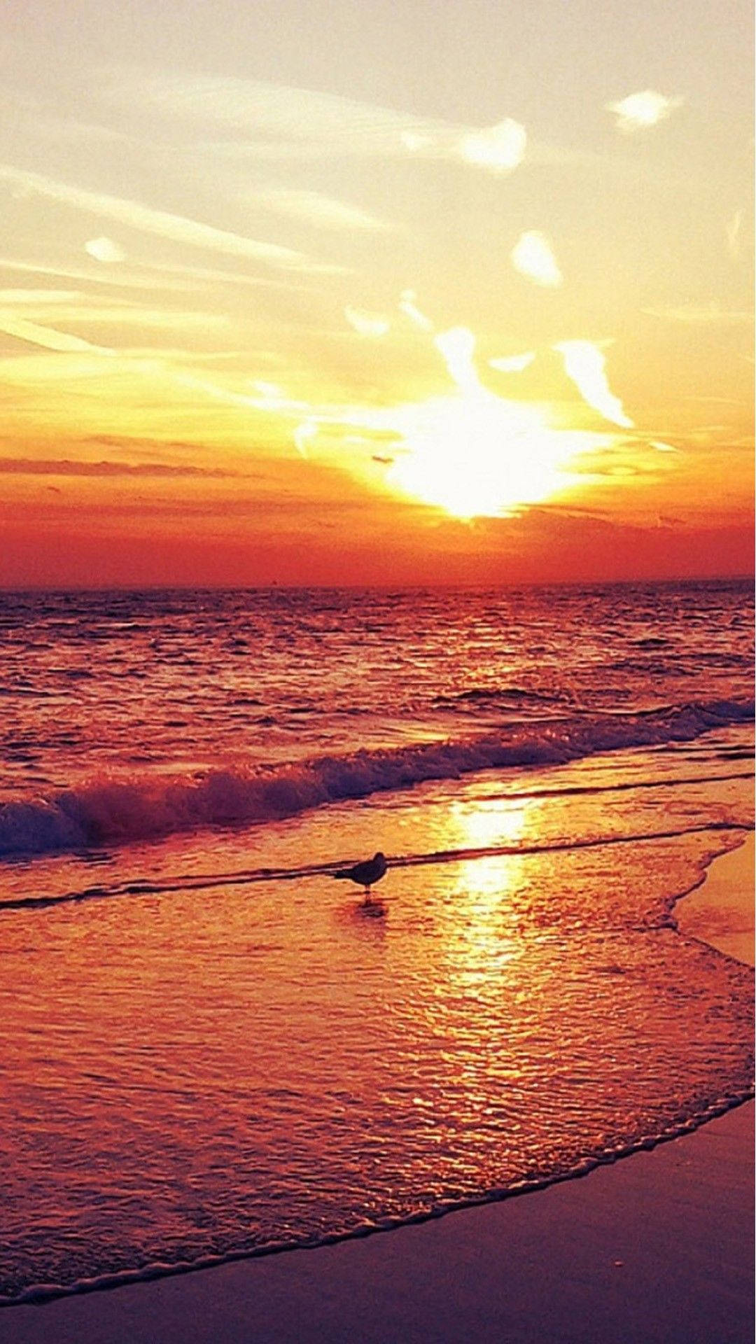 4k Iphone Bird On Beach At Sunset Wallpaper