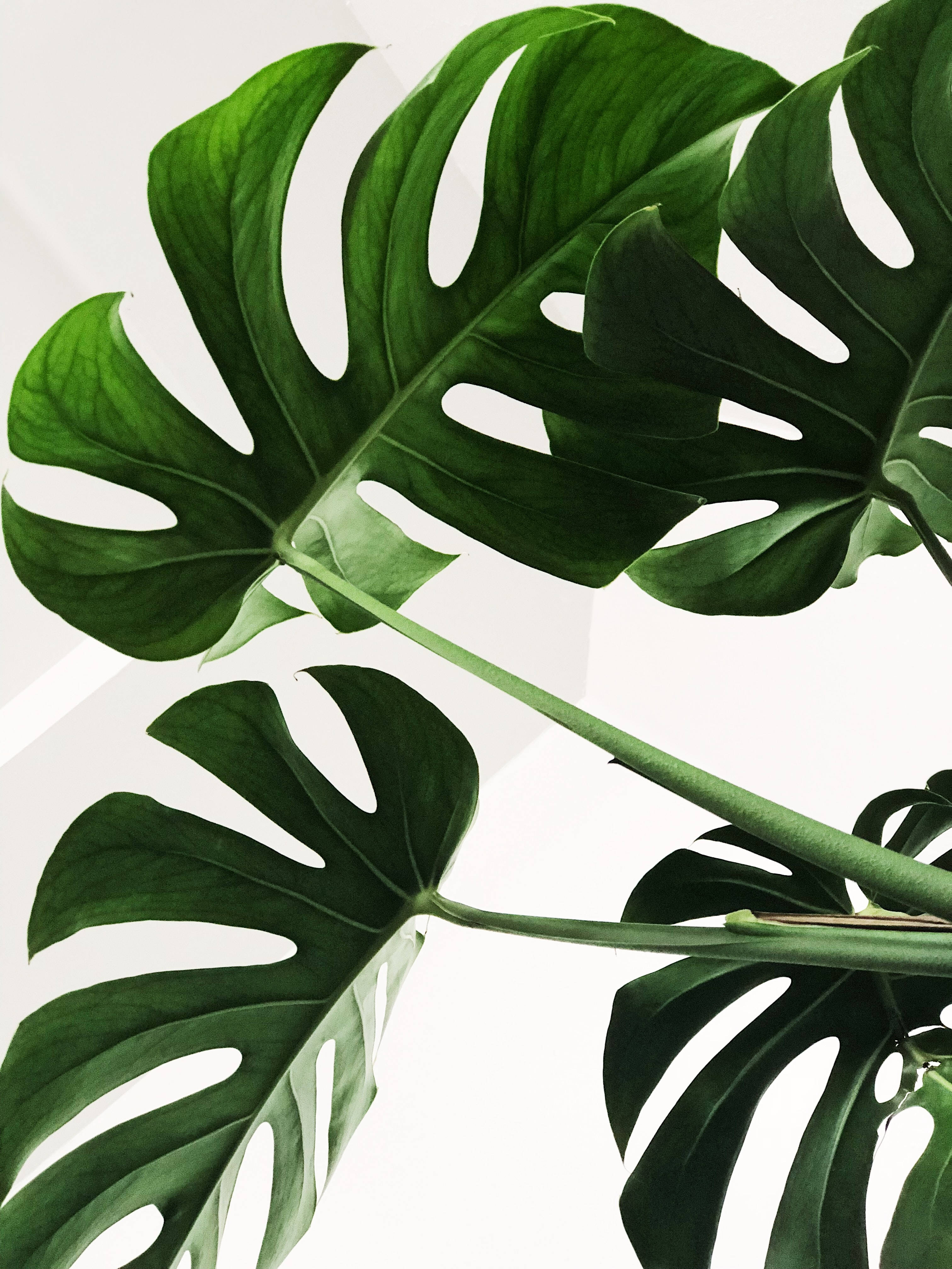 4k Ultra Hd Phone Monstera Leaves Wallpaper