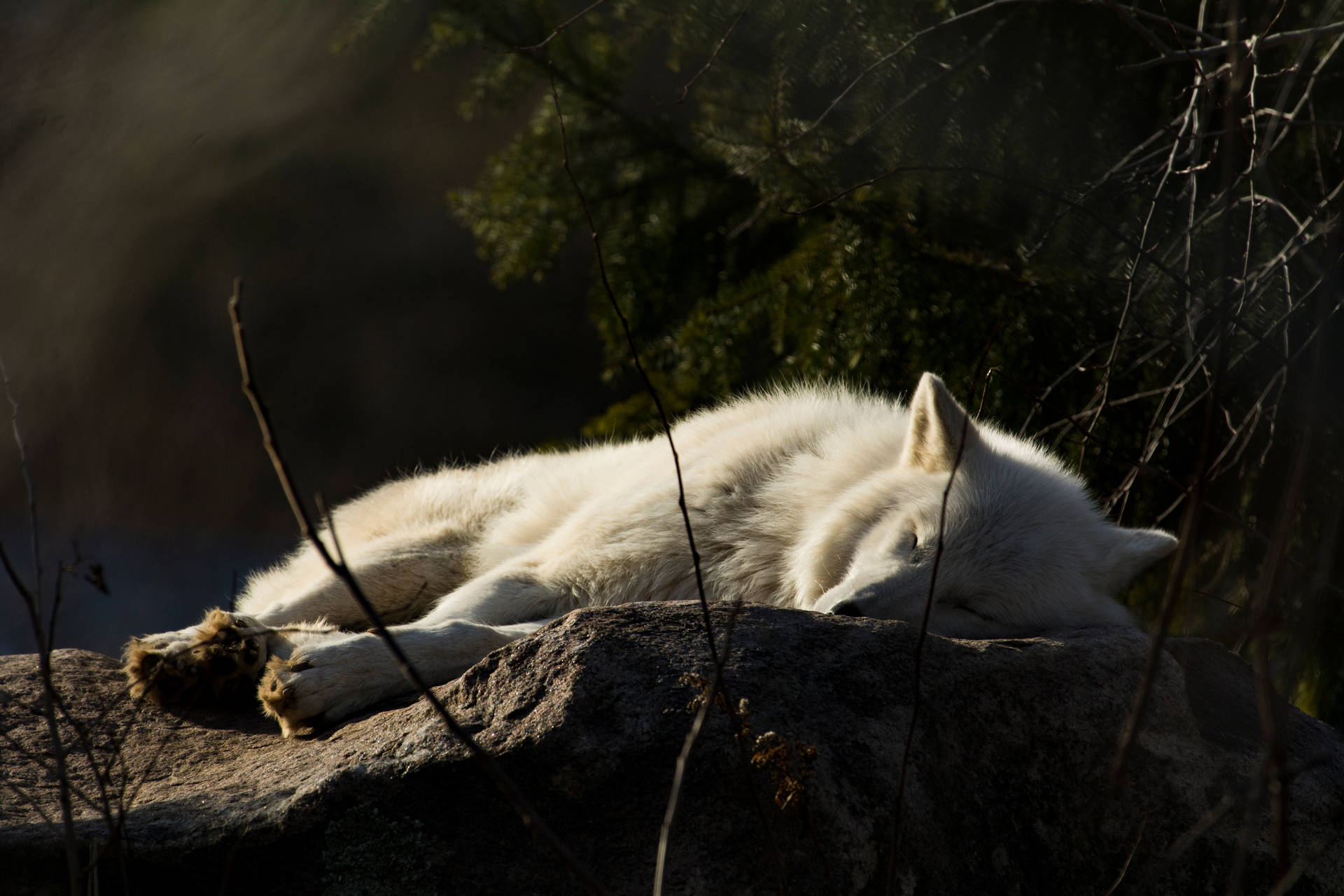 4k Ultra Hd Wolf Sleeping Wallpaper