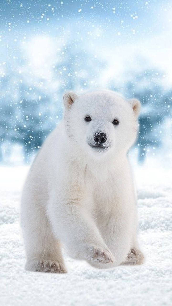 720x1280 Hello! Ice Bear. Save The Polar Bears. #winter. Wallpaper Wallpaper