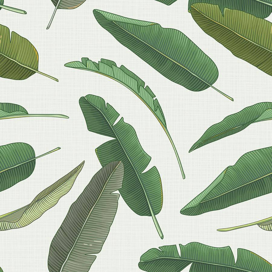 900x900 Banana Leaf Wallpaper