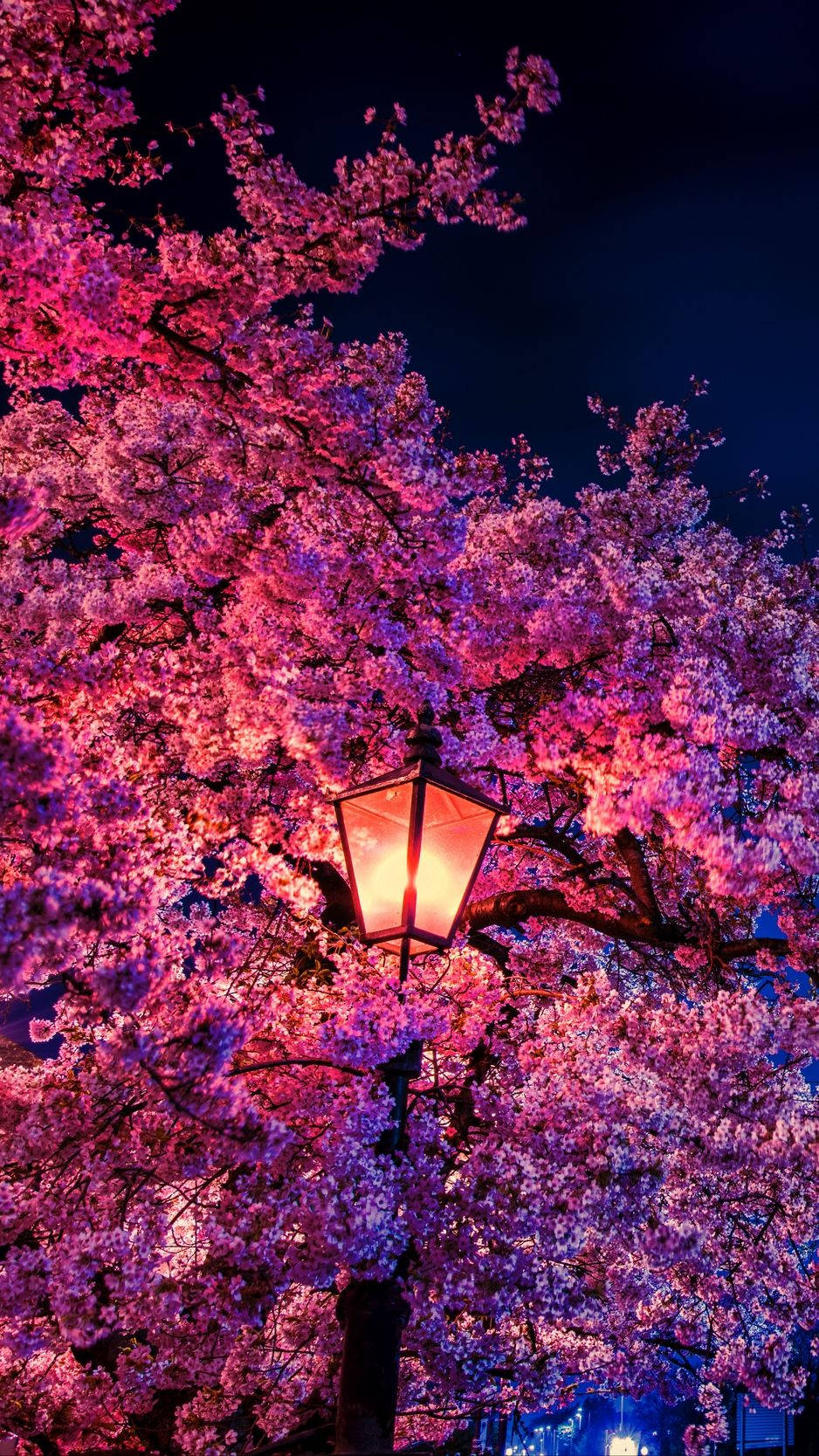 938x1668 Download Wallpaper 938x1668 Sakura, Flowers, Lantern, Blooms Wallpaper