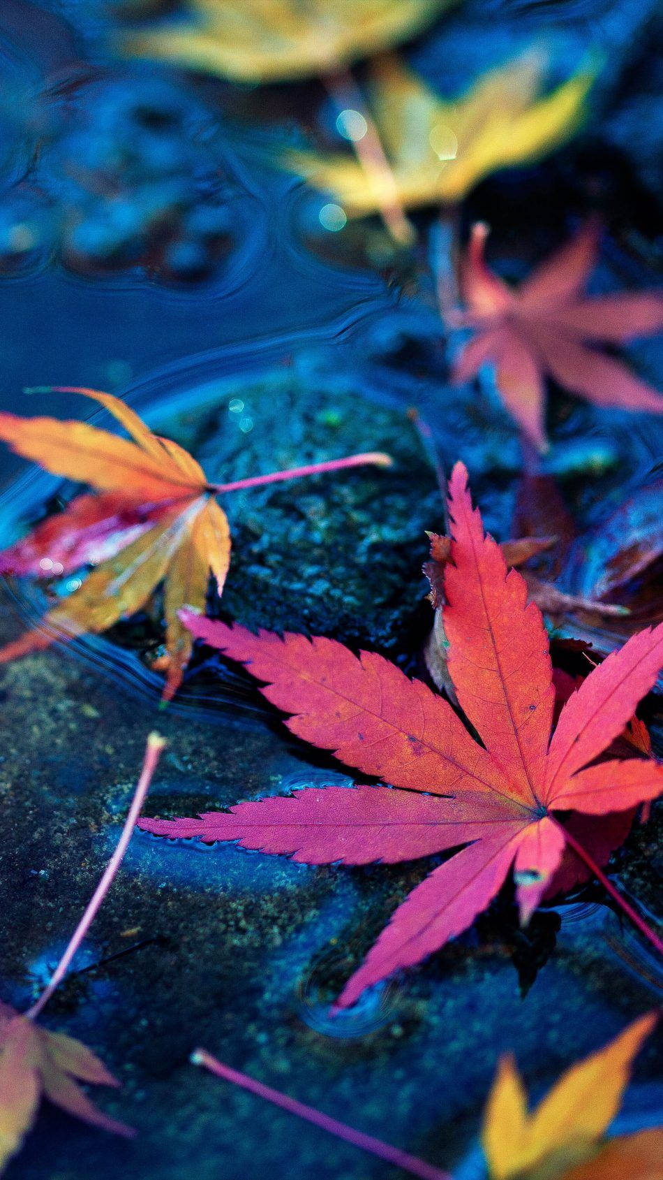 950x1689 Download Maple Leaves Fall Autumn Water Free Pure 4k Ultra Wallpaper