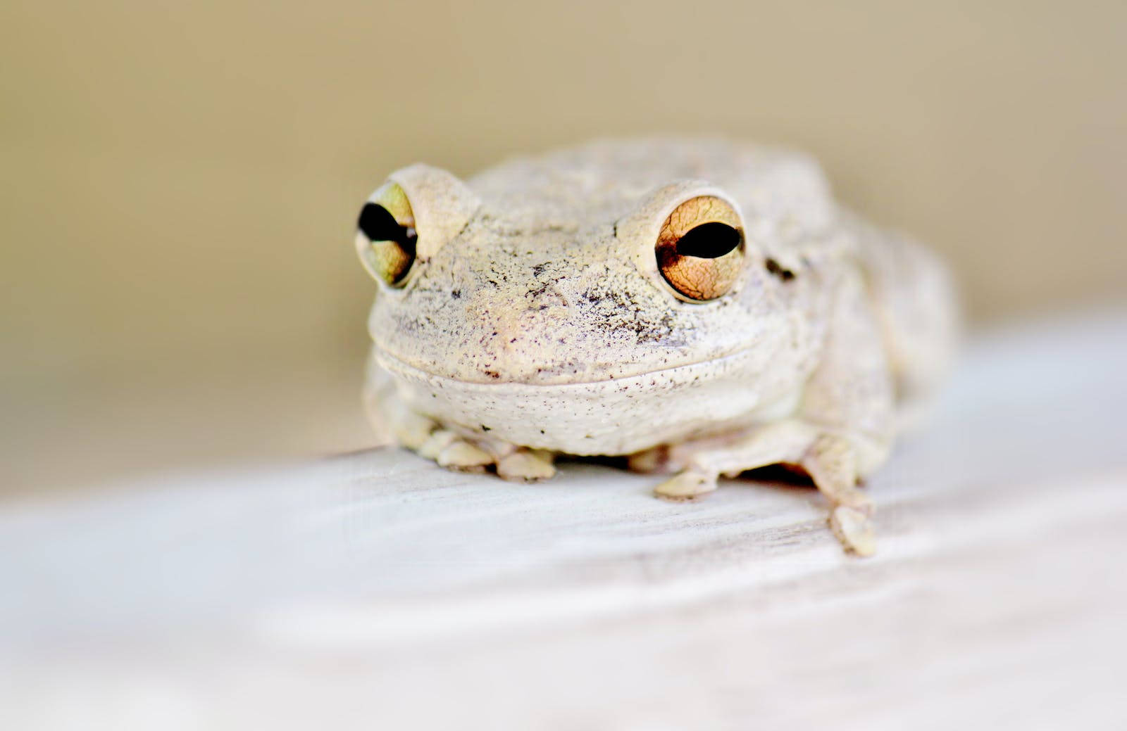 A Adorable Green Frog Resting On A Leaf Wallpaper