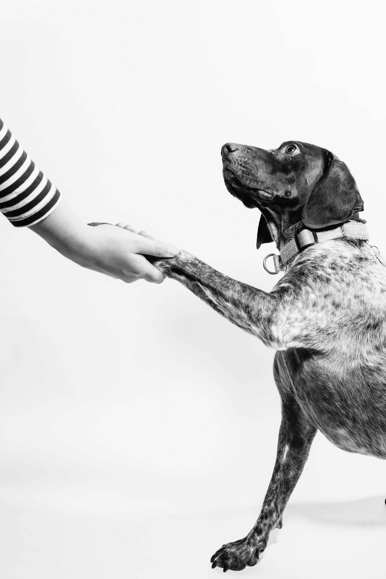 A Black And White Moment - Human Hand And Dog Paw Wallpaper