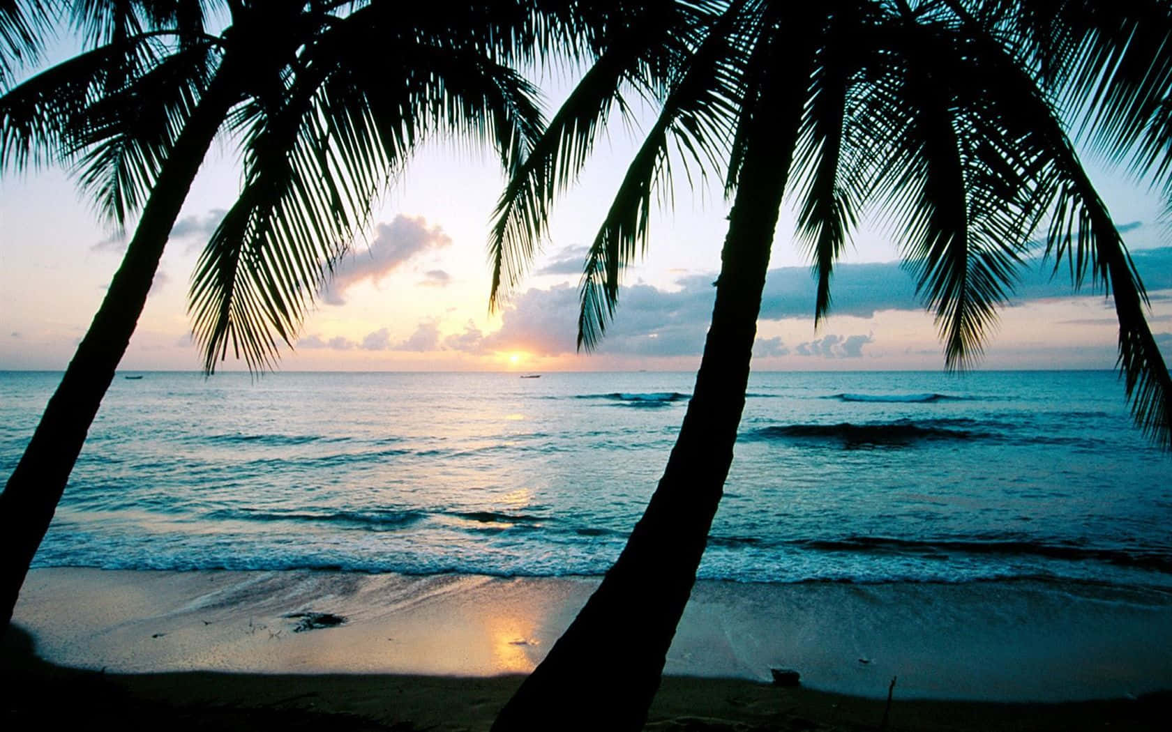 A Calming Beachy Aesthetic Of A Towering Palm Tree That Stretches To The Sky Wallpaper