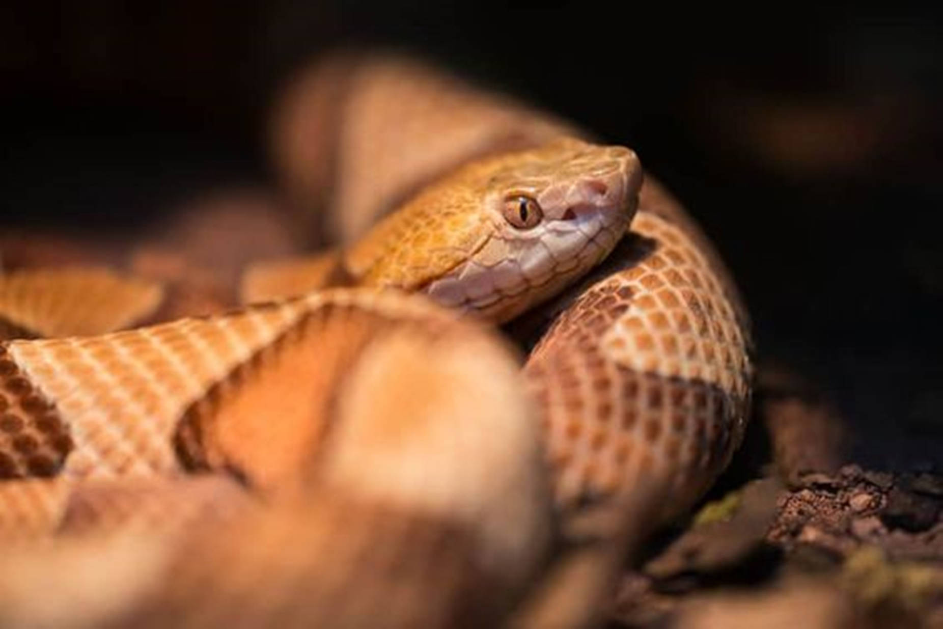 A Close-up Of A Northern Copperhead Viper Wallpaper