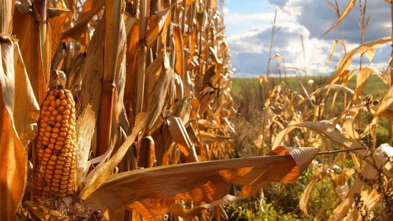 A Close-up Shot Of A Decaying Corn Plant Wallpaper