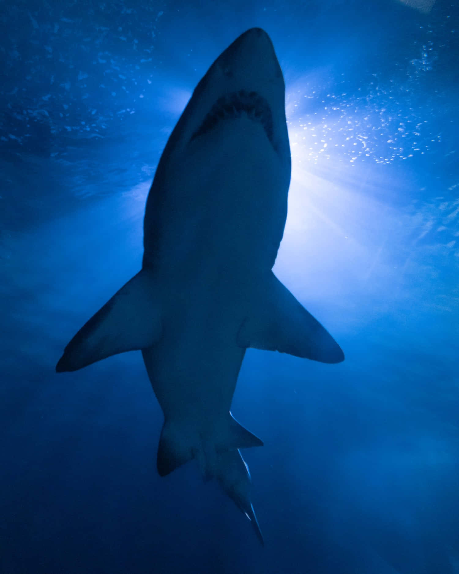 A Cool Shark Swims Near The Beach Wallpaper