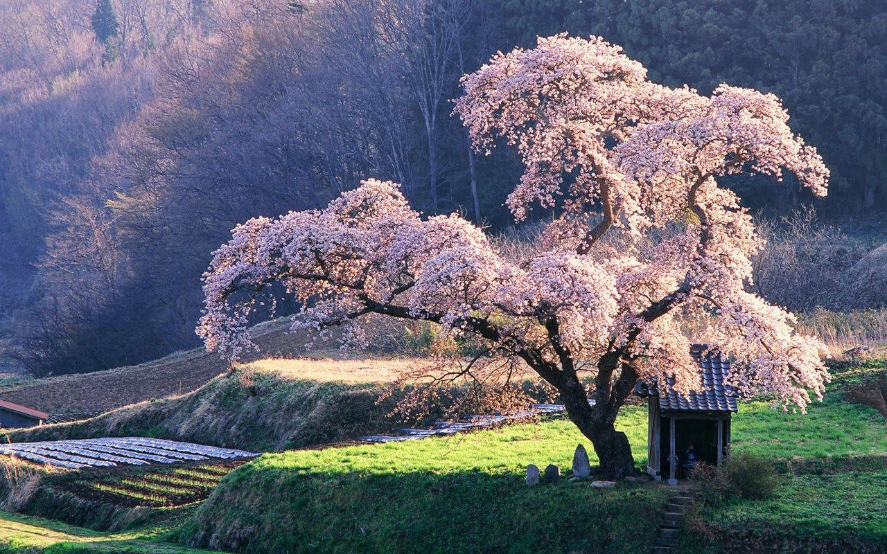 A Flourishing Tree Crafting A Beautiful Landscape Wallpaper