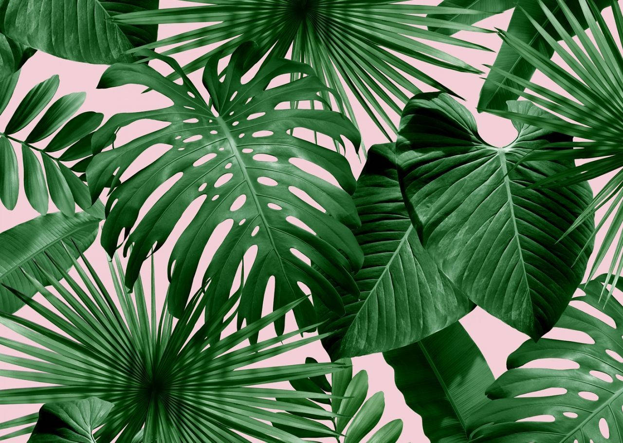 A Fresh Tropical Leaf Takes On A Beautiful Pink Hue Wallpaper