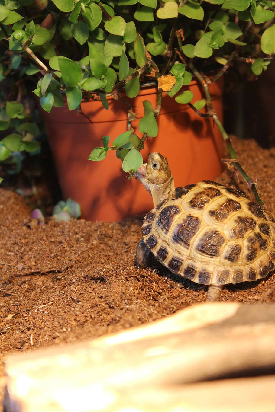 A Hungry Tortoise Nibbling On A Leafy Plant Wallpaper