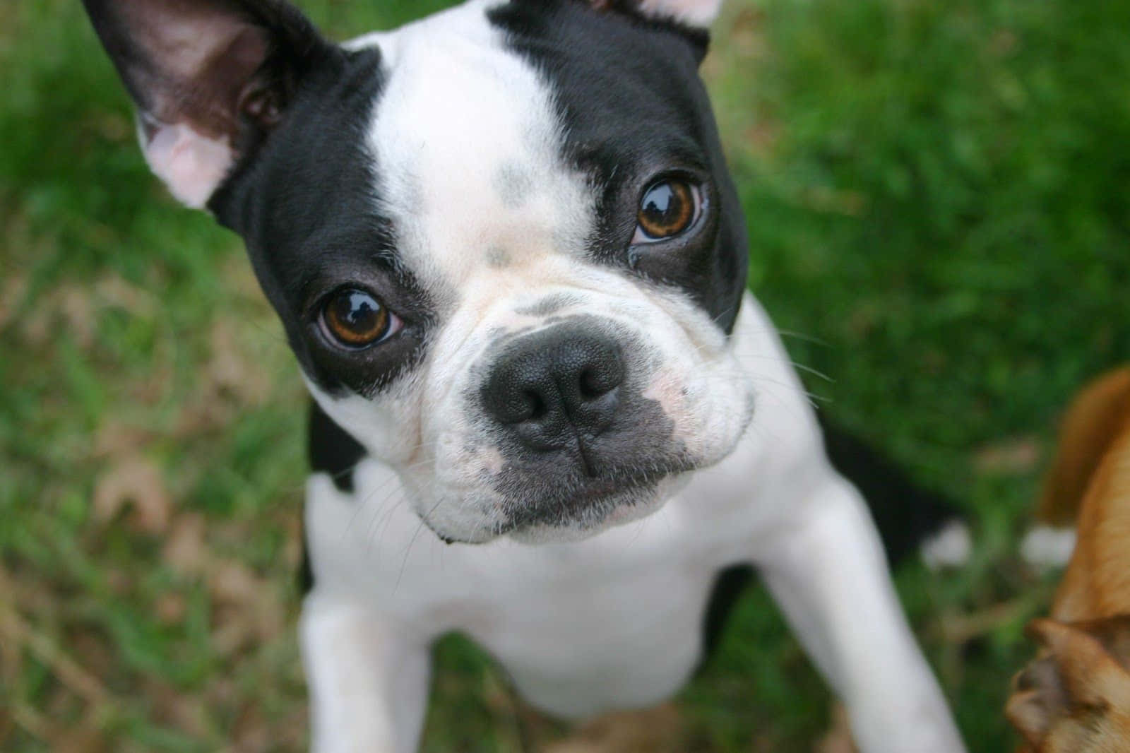 A Joyful Boston Terrier Pup Going For A Car Ride. Wallpaper