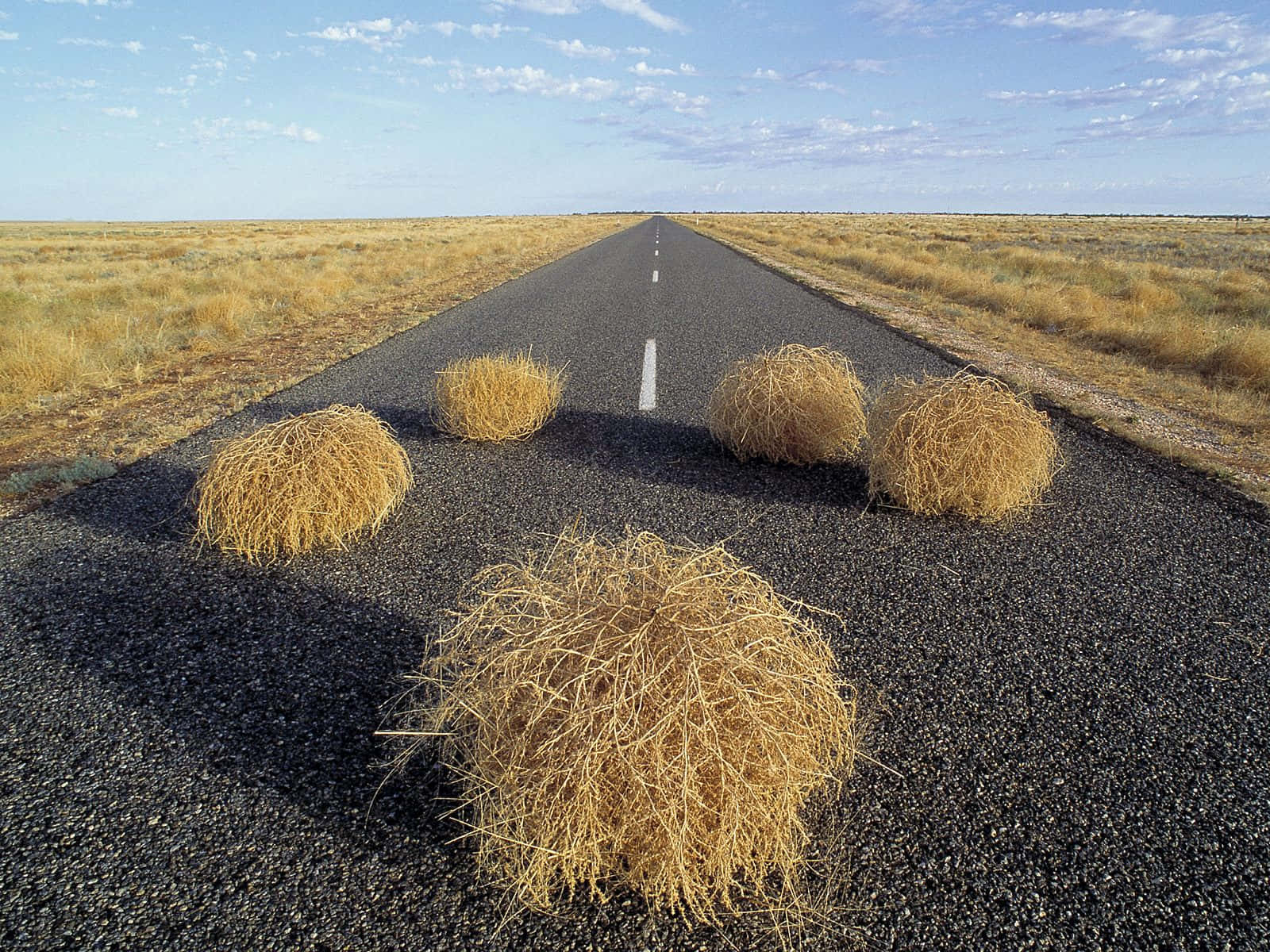 A Lone Tumbleweed In The Desert Wallpaper