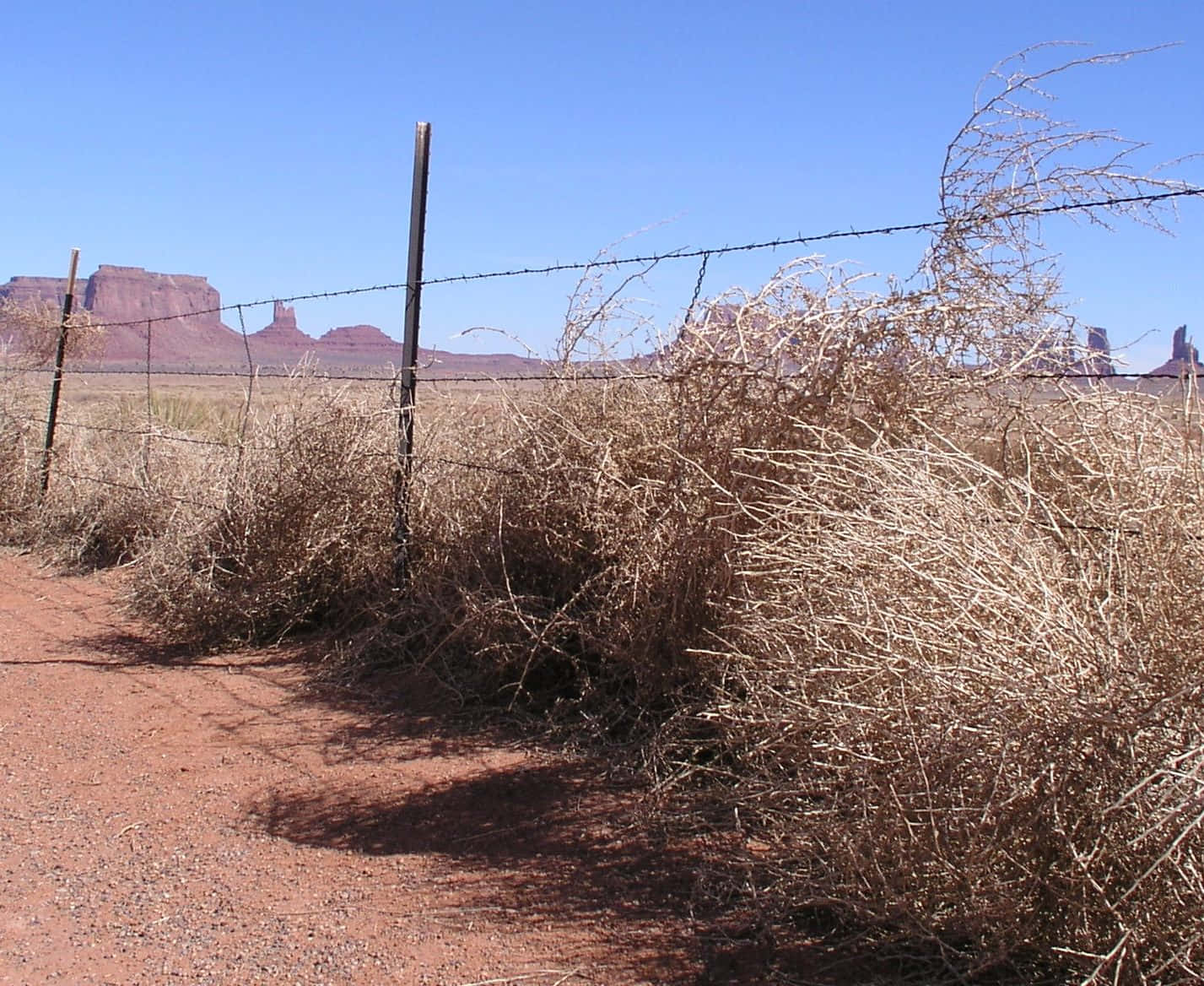 A Lone Tumbleweed In The Desert Wallpaper