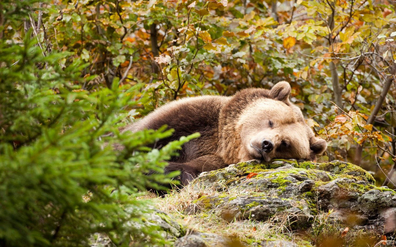 A Lying Brown Adult Bear Wallpaper