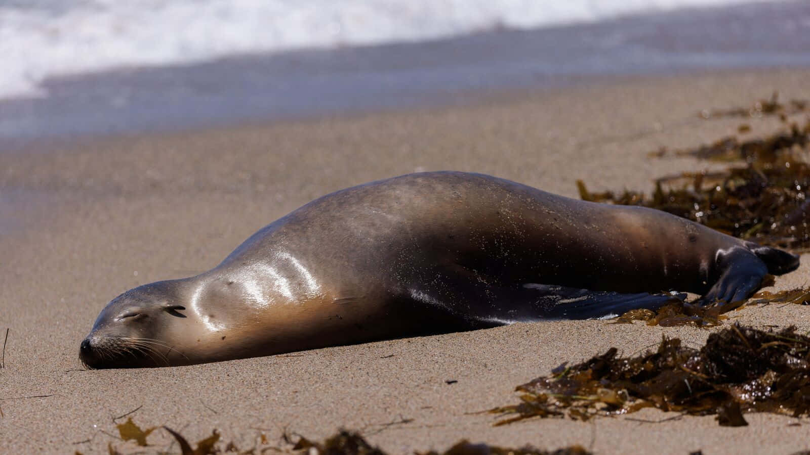 A Magnificent Sea Lion Basking Under The Radiant Sun Wallpaper