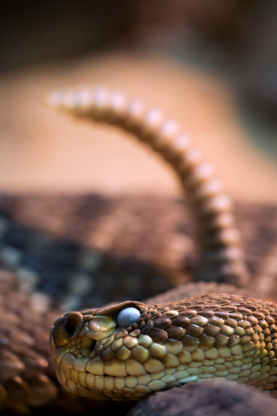 A Majestic Gopher Snake Shedding Its Skin Wallpaper